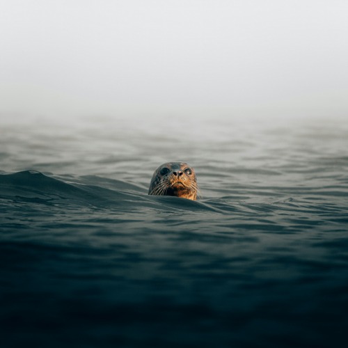 theme-la-mer