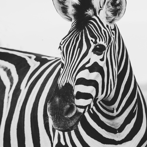 theme-monochrome